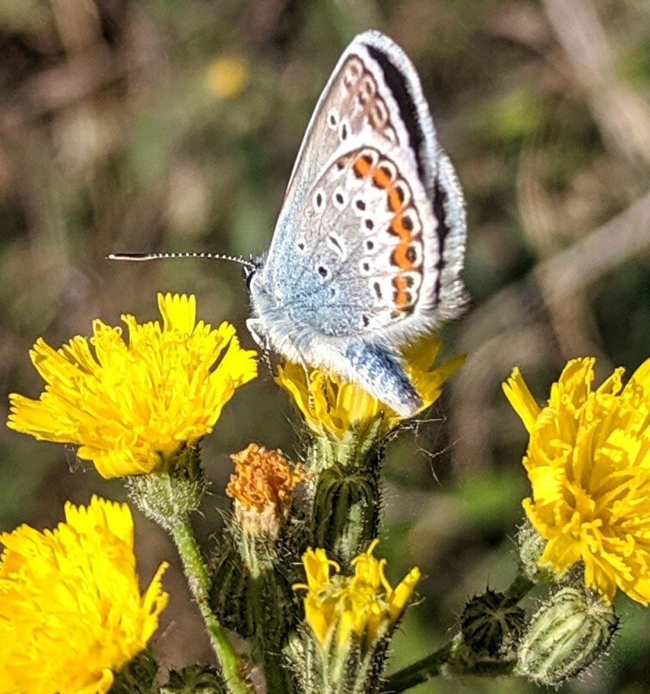Butterfly