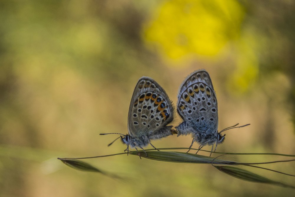 Photograph by iliya levkov