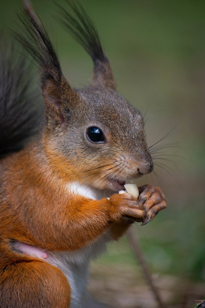Сахалинская белочка