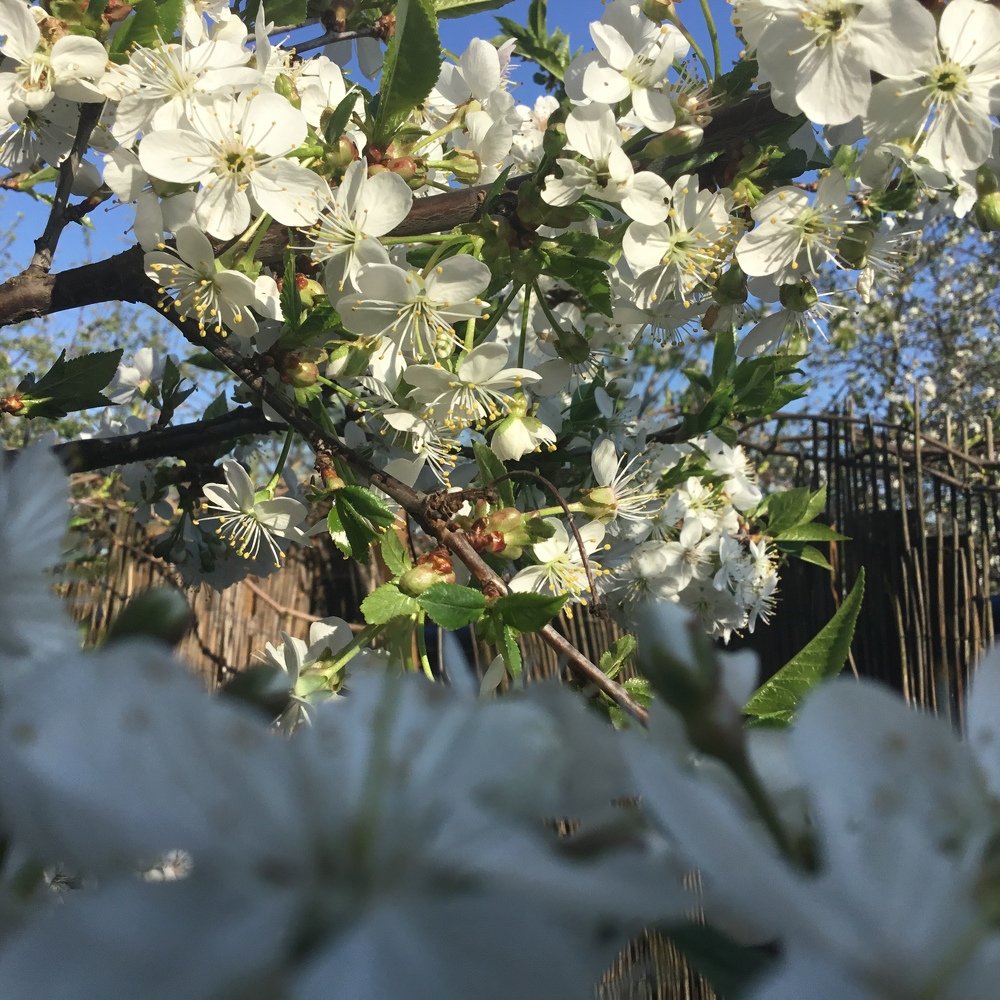 Flowering
