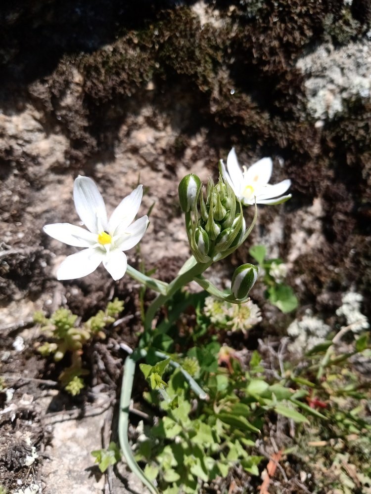 Snowdrop in a rock