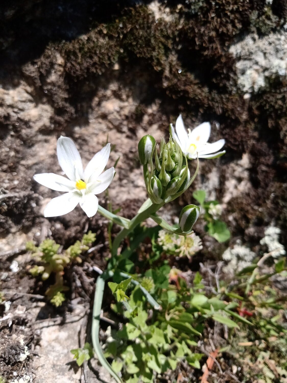 Snowdrop in a rock