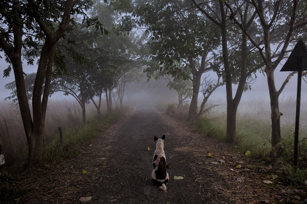 Foggy morning