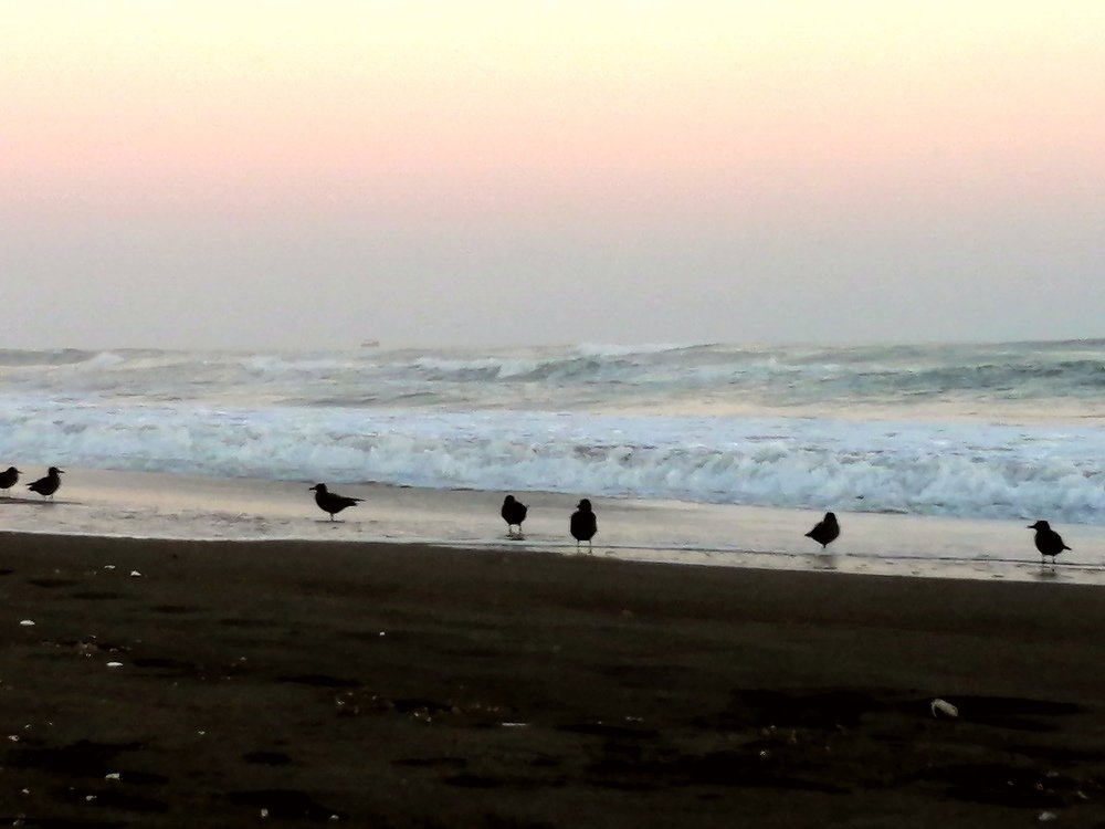 Pericas en playas peruanas