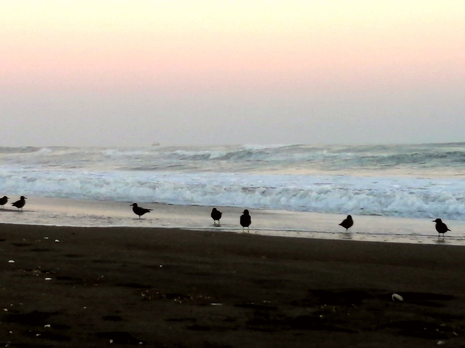Pericas en playas peruanas