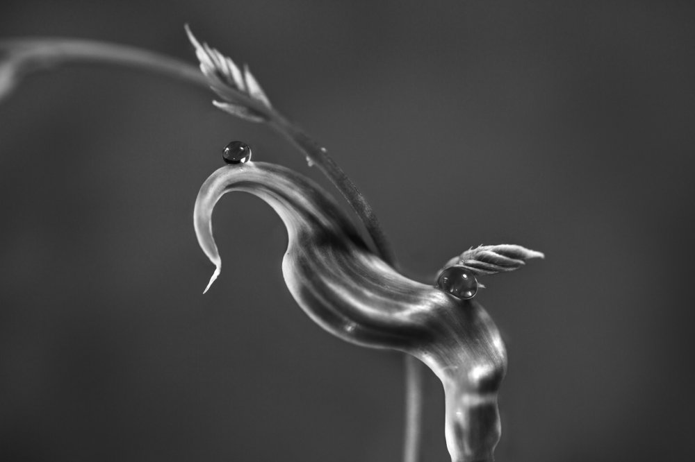 Царевна Лебедь