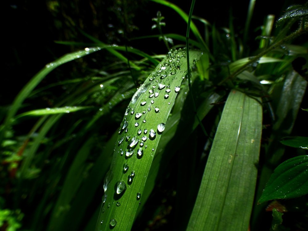 Las plantas se tiñen con agua de Páramo.
