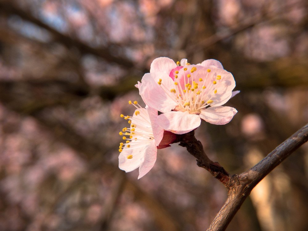 Розовый привет)))
