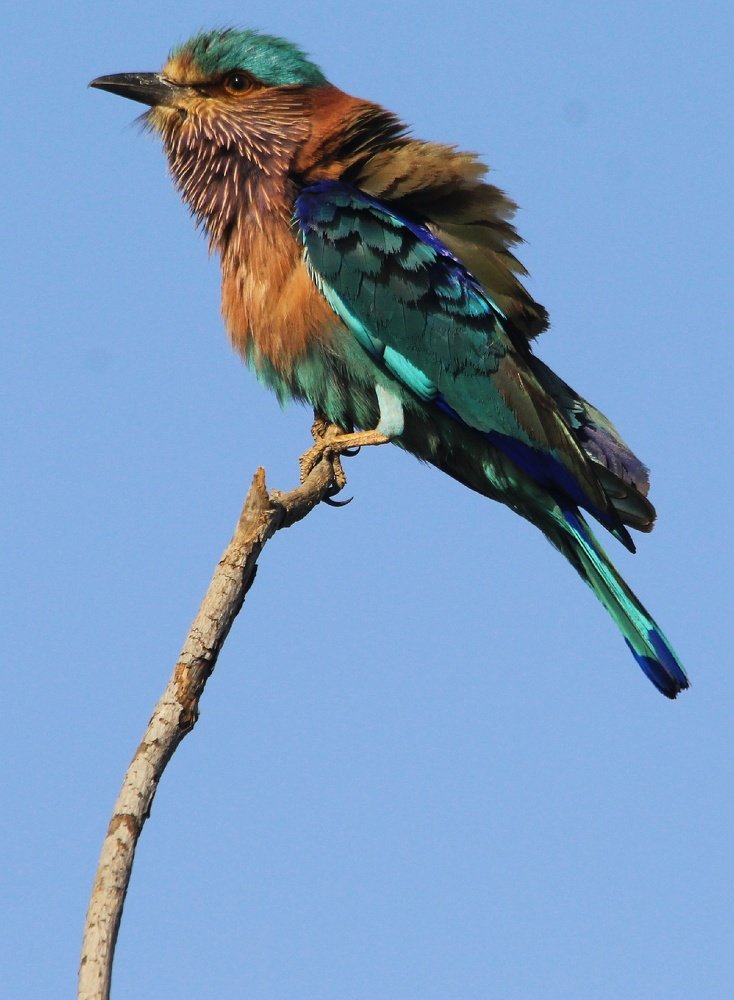 Photograph by Jayant Movaliya