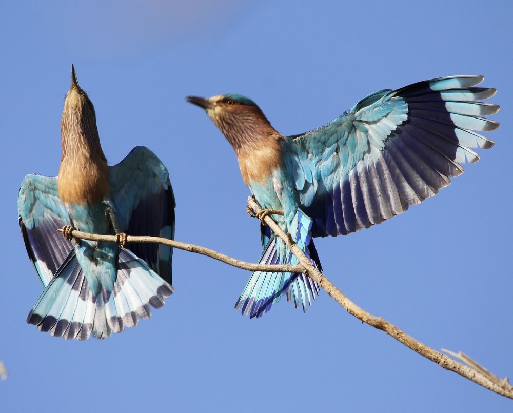 Photograph by Jayant Movaliya