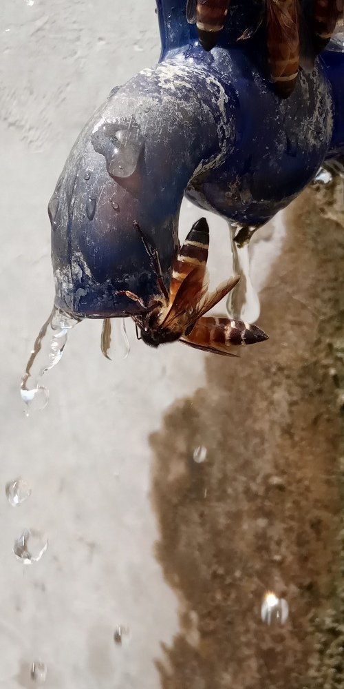 Thirsty bee