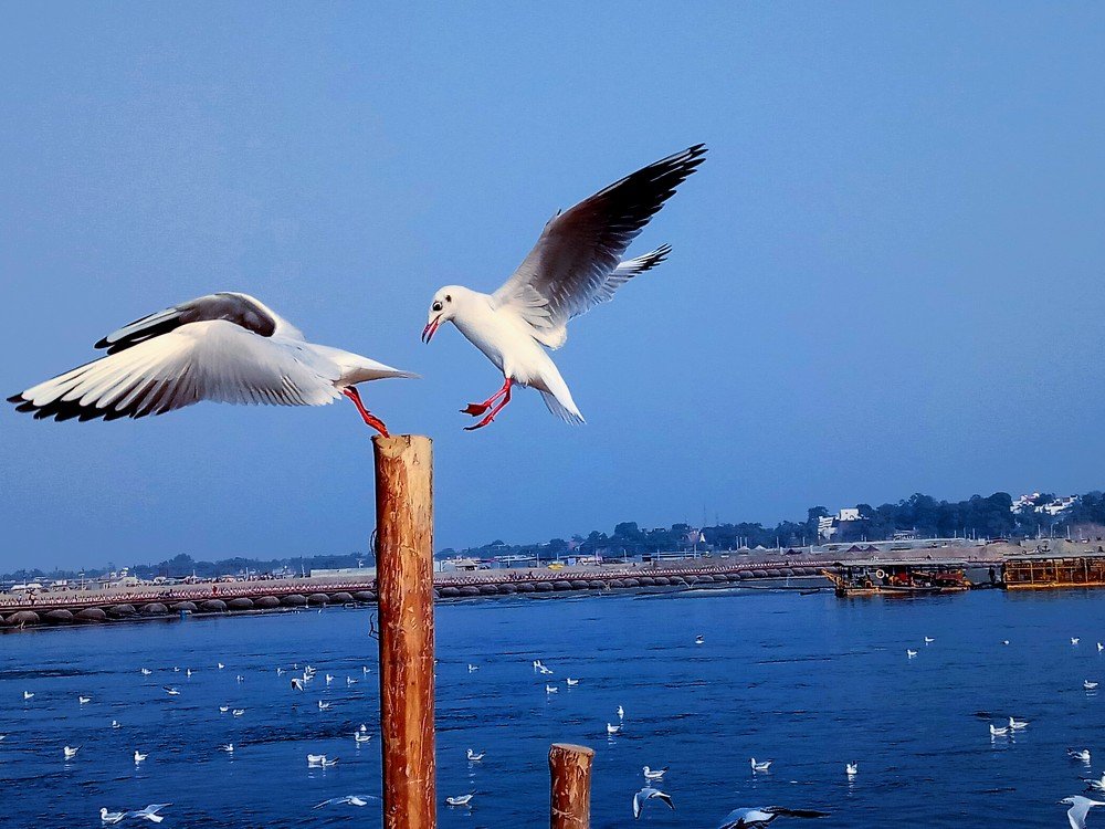 Photograph by SUNIL KUMAR