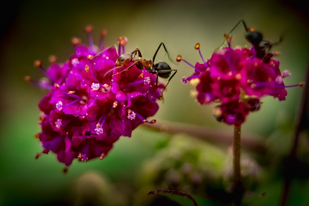 Photograph by JORGE PANTOJA