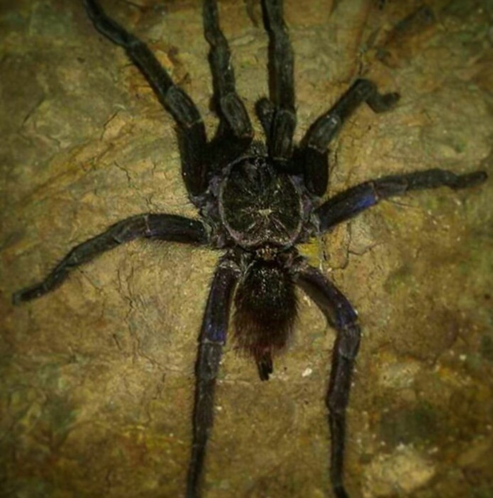 El Descanso De la Tarántula