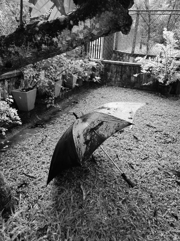 Photo #4606291