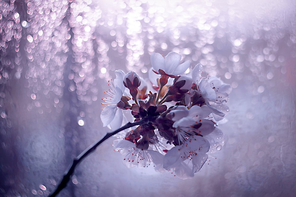 Весенний привет...