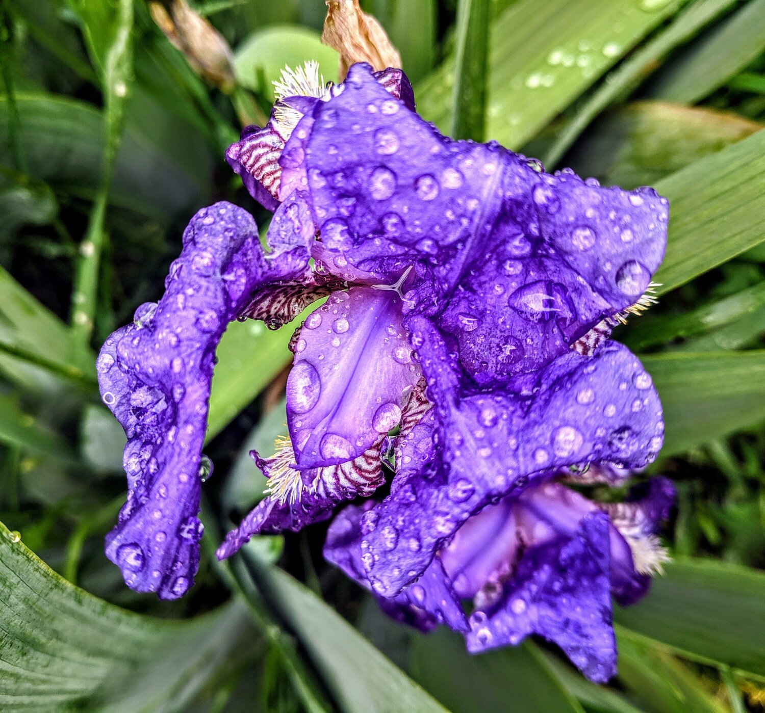 Rainy