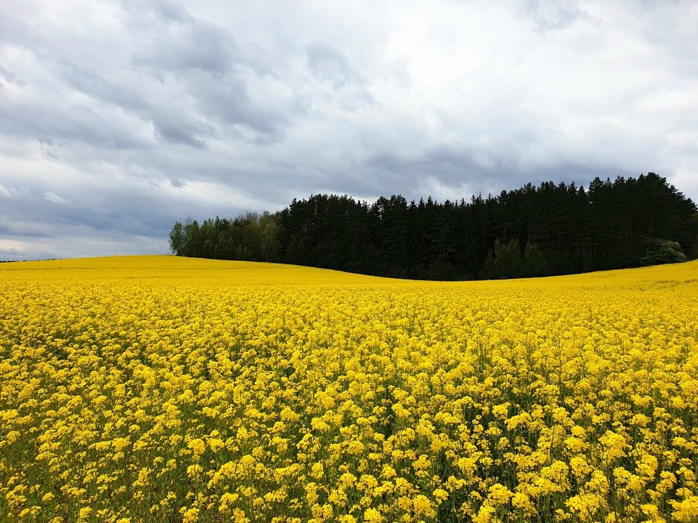 Photograph by Наталья Пагоцкая