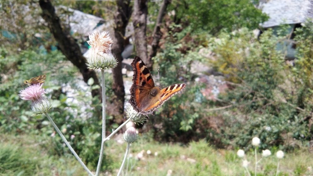 Photo #4607090