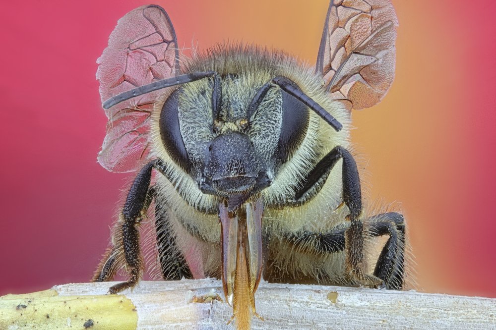 Photograph by Rui Santos