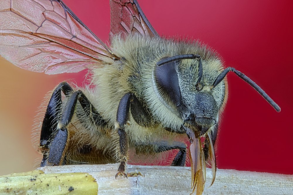 Photograph by Rui Santos