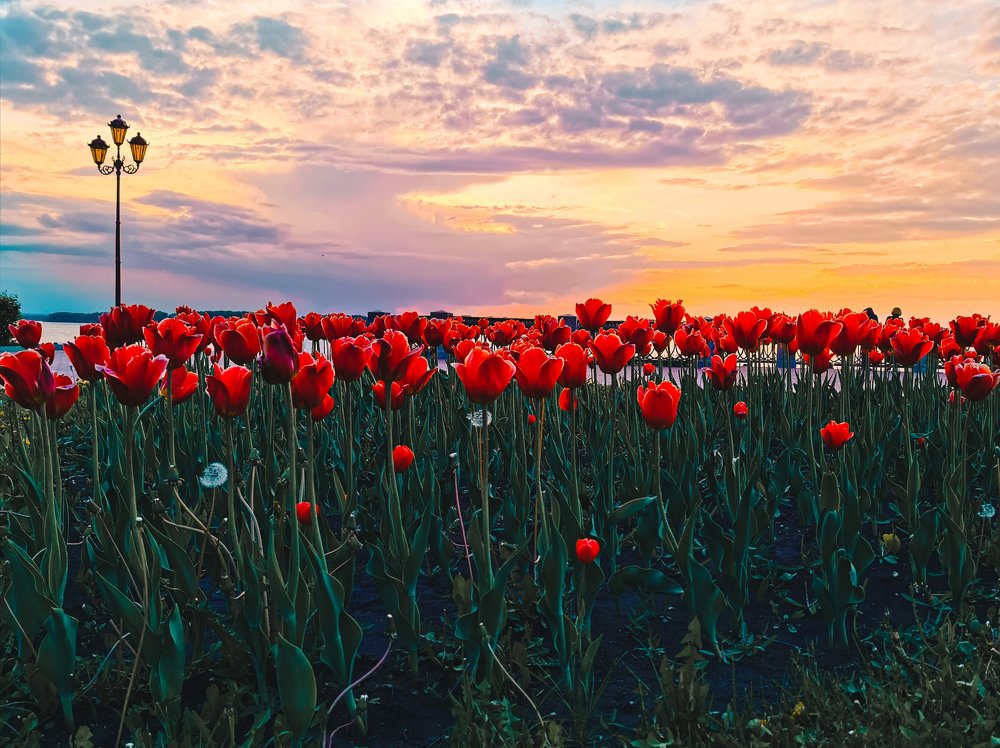 Тюльпановый закат