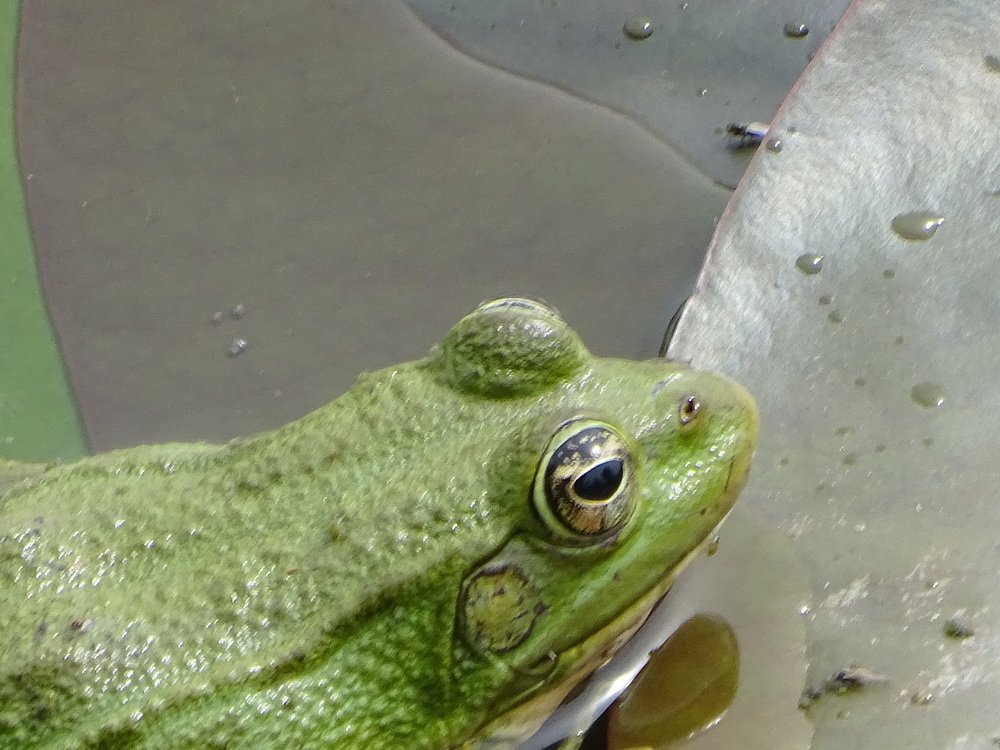 Бдительный глаз лягушки