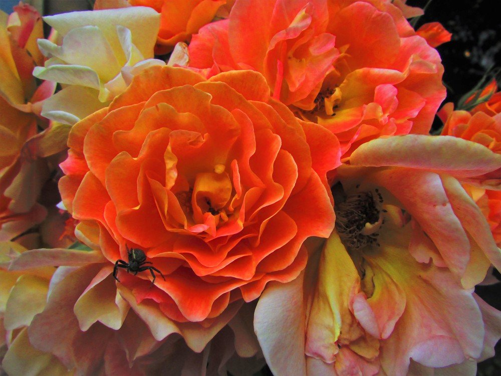 Photograph by Марина Цекова