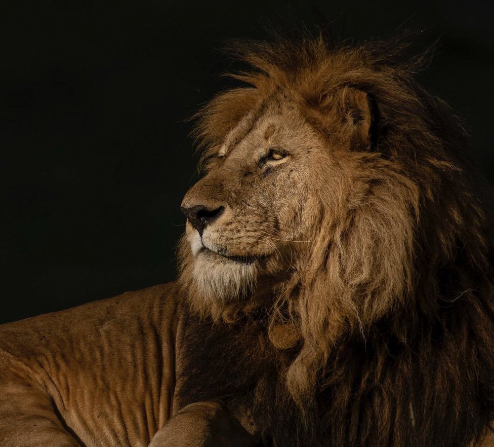 Simba portrait - Serengeti NP