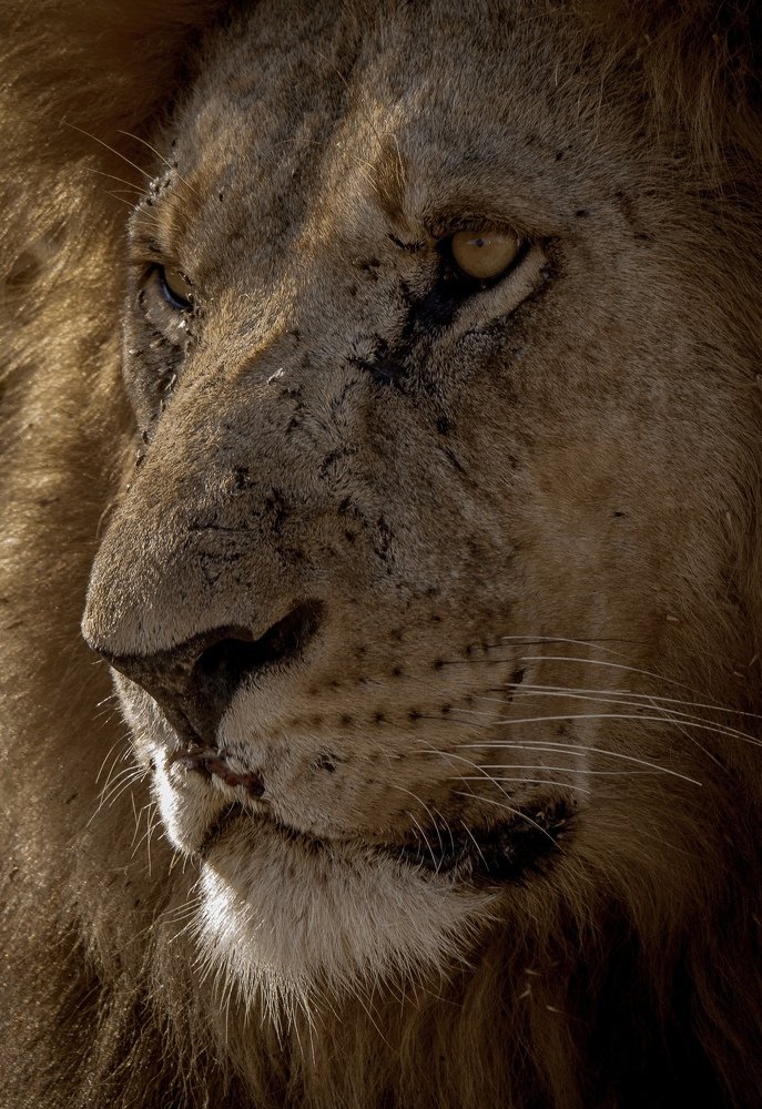 Emotions of Big Cats