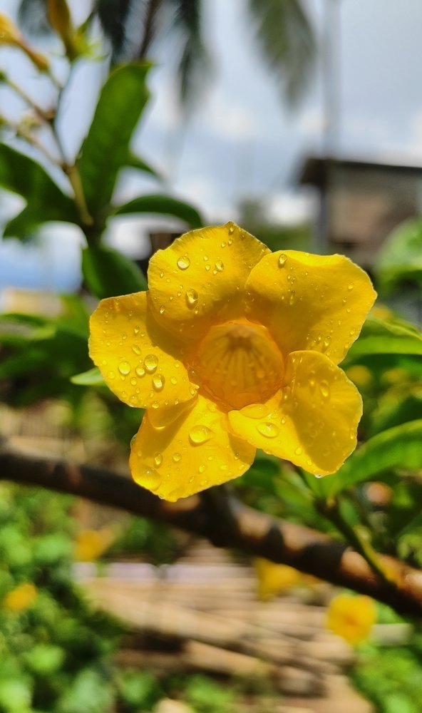 Photograph by debasmita Saha