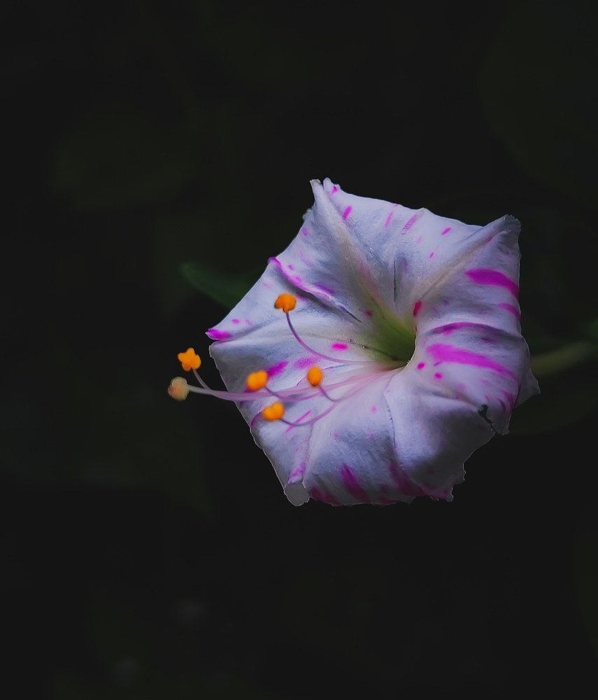 Sondhamaloti ( in Bengali )