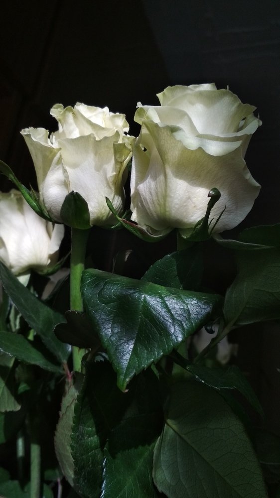 Photograph by Варвара К.