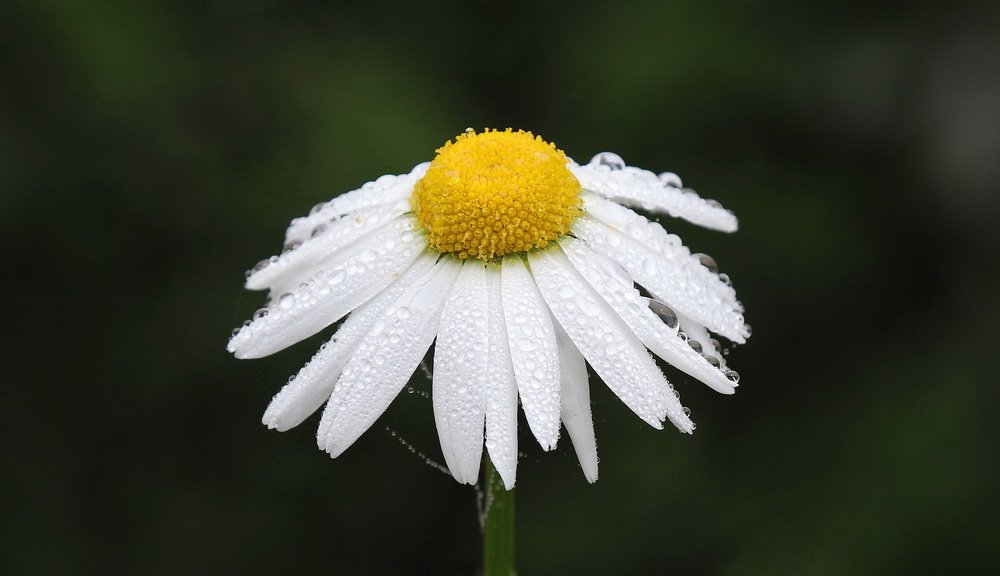 Photograph by Александр Кордюков