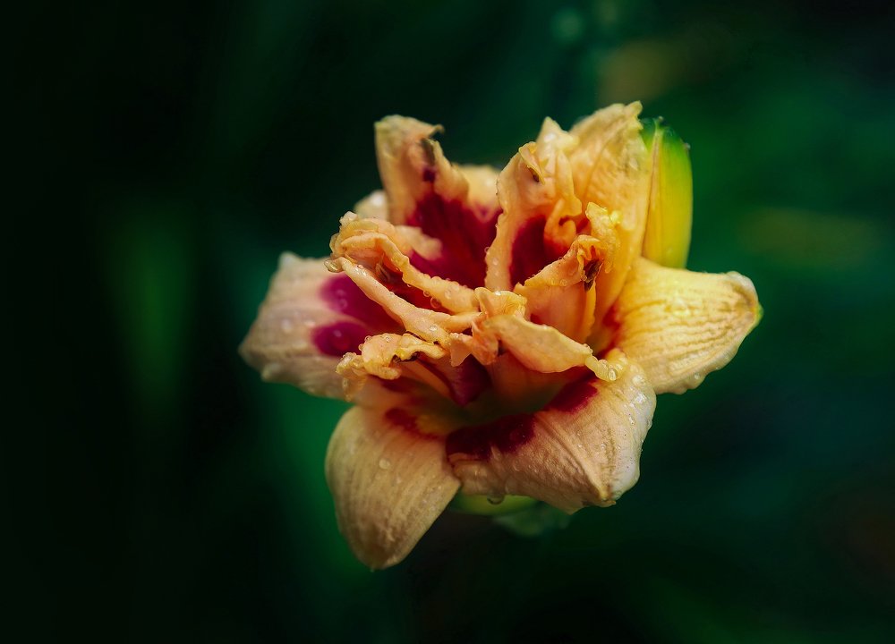 Photograph by Александр Кордюков