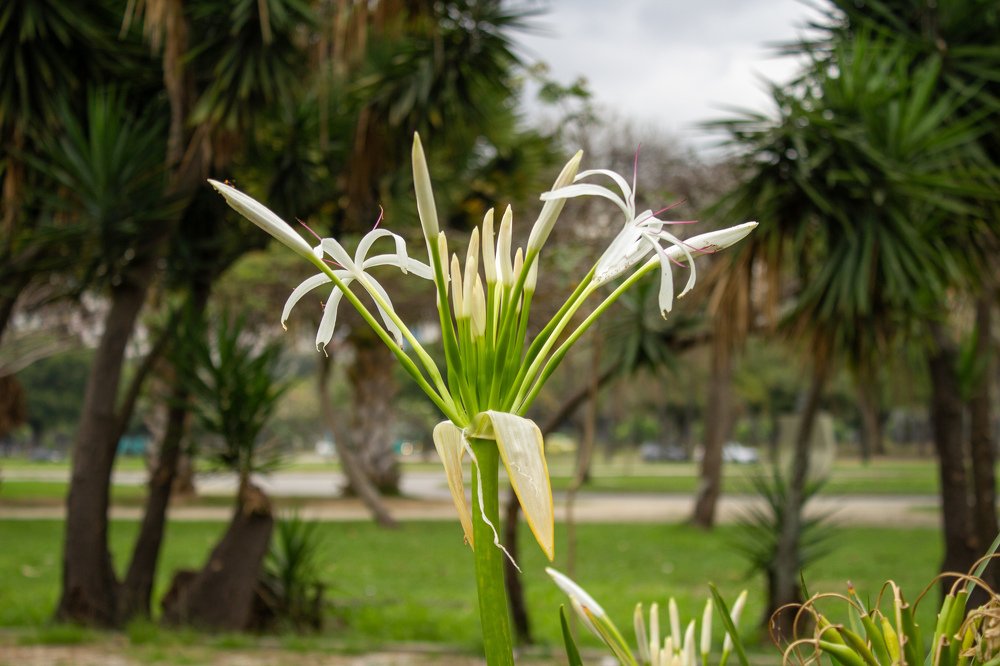 Flores no Jardim