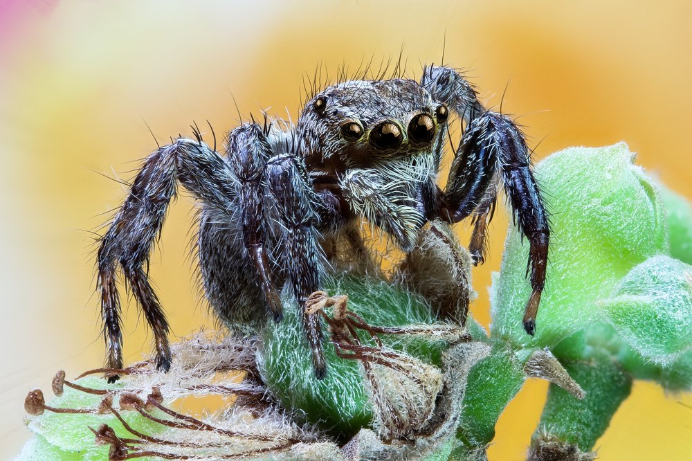 Photograph by Rui Santos