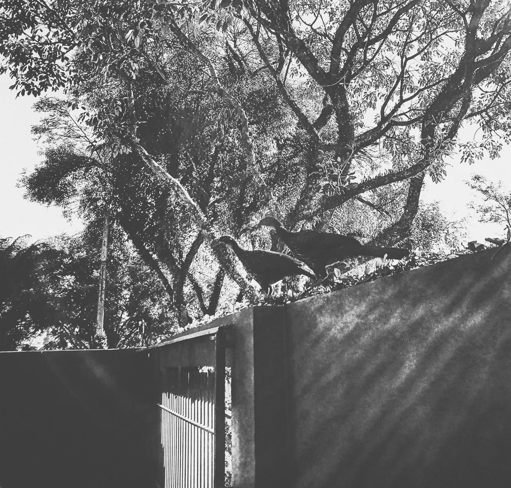 Photograph by Luiz Fernando Cavalheiro