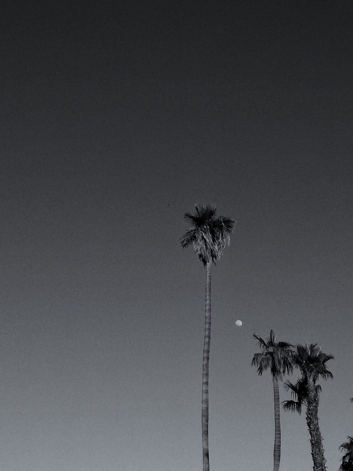Photo #4608874