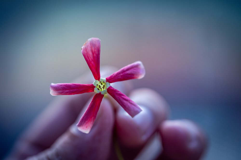 Photograph by Viet Phi