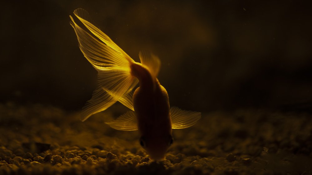 Photograph by khalil Morcos