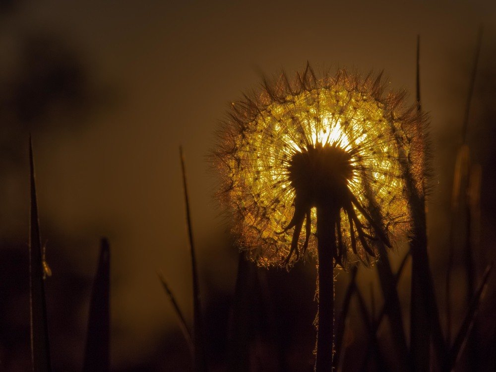 Photograph by mikhail goryachev