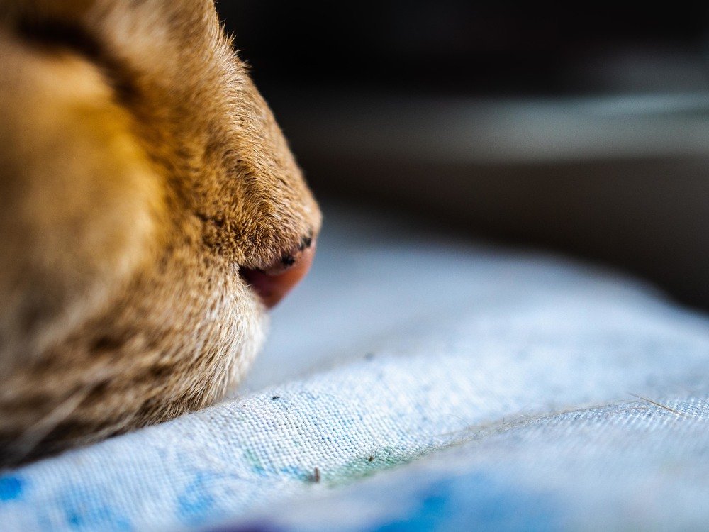Photograph by mikhail goryachev