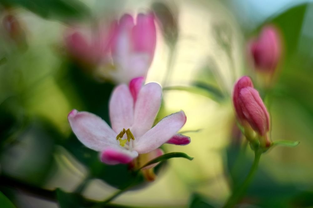 Жимолость татарская.