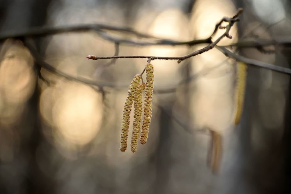 Серёжки весны.