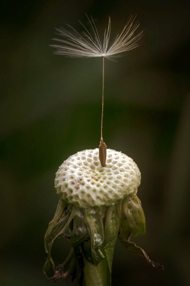 Photograph by Serhij Kharchenko