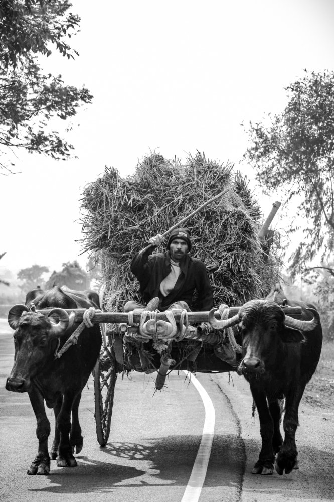 Buffalo cart
