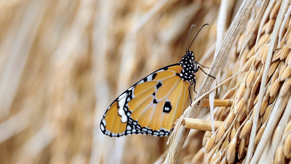 Photograph by Arindam Chowdhury