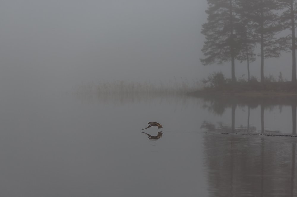 Photograph by Андрей Сериков