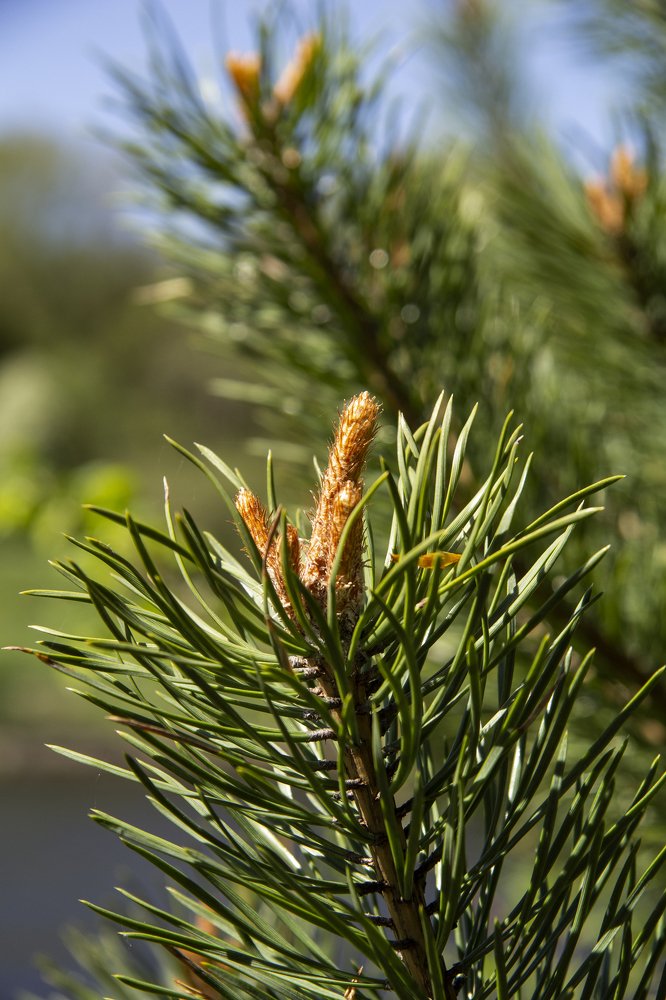 Photograph by Татьяна Шустрова